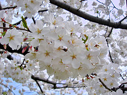 250px-Yoshino_Sakura_Tidal_Basin_DC